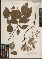 Foto von Salix caprea L.